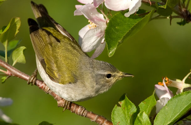 Tennessee Warbler, a species found by Northwestern University monitors as a window collisions casualty, is one of many birds that will benefit from the university's bird-friendly glass effort. Photo by Owen Deutsch 