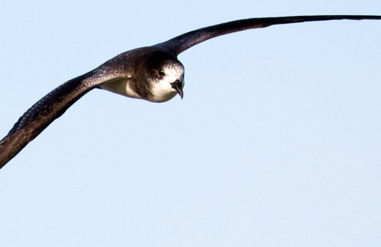 Bonin's Petrel_Robby Kohley