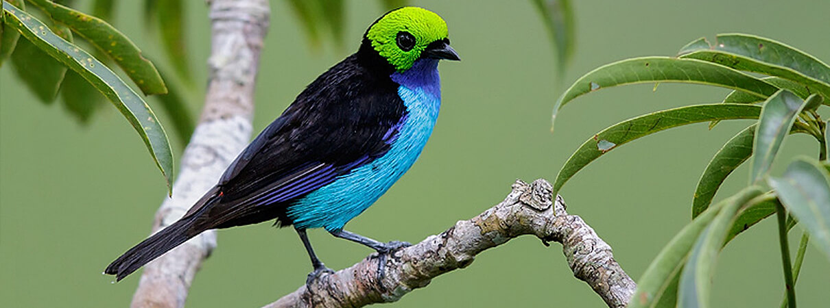 Paradise Tanager by Glenn Bartley