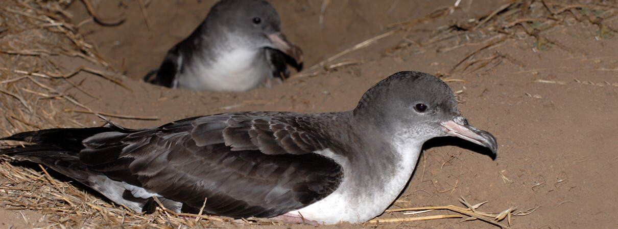 Pink-footed Shearwaters in a nest burrow. Photo by Peter Hodum