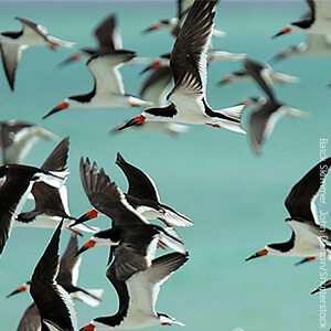 Black Skimmers need space during spring migration