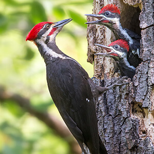 Pileated Woodpeckers benefit when you keep your woods wild