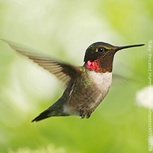 Ruby-throated Hummingbirds arrived during spring migration