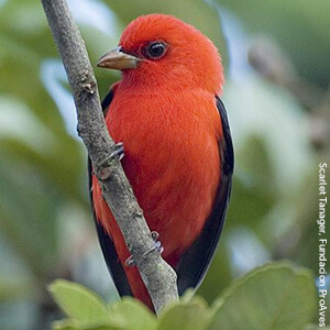 Scarlet Tanagers are aided by the Migratory Bird Treaty Act, a critical bird conservation law