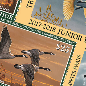 Buying Duck Stamps is a good way to support birds during spring migration