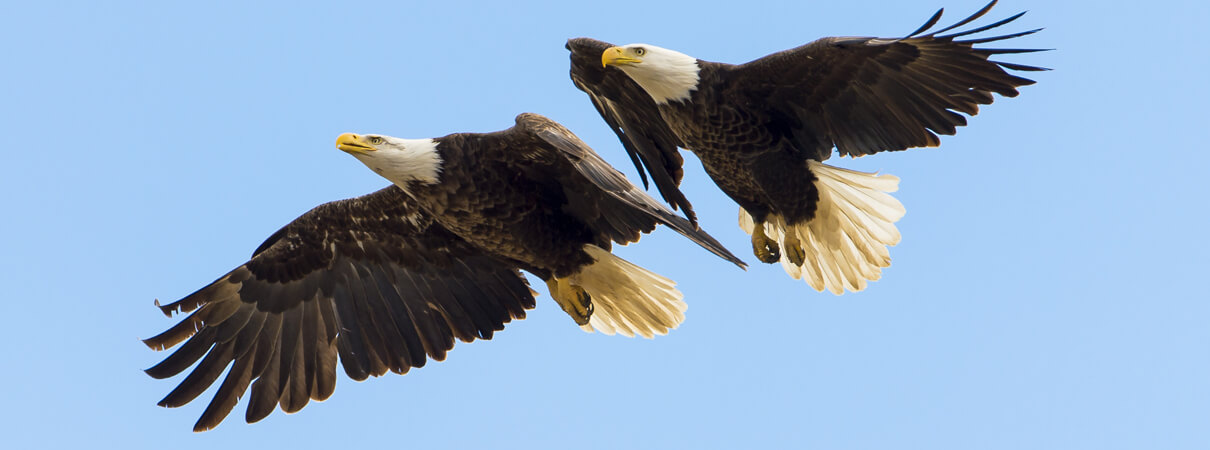 Bald Eagle pair in flight by Justin Russ/Shutterstock
