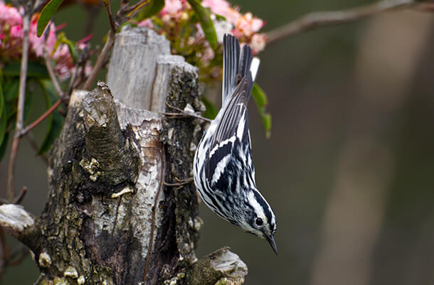 Black-and-White Warbler is one of approximately 800 bird species regularly found in the United States. All of these species face increased threats from changes to the implementation and enforcement of the Migratory Bird Treaty Act. Photo © Michael Stubblefield