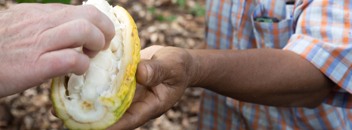 Cacao pod and seeds by John Hannan