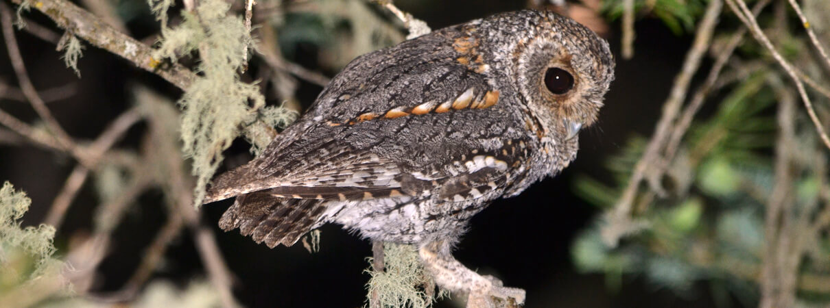 Flammulated Owl by Brandon K Percival/Shutterstock