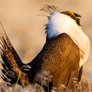 Greater Sage-Grouse, one of two bird species targeted by the House defense bill. Photo by Vivek Khanzode)