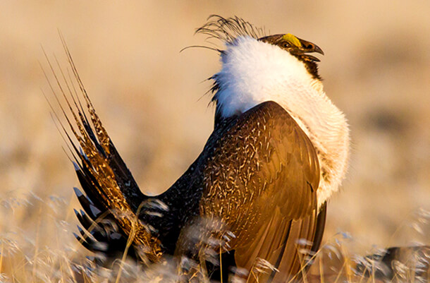 Greater Sage-Grouse, one of two bird species targeted by the House defense bill. Photo by Vivek Khanzode