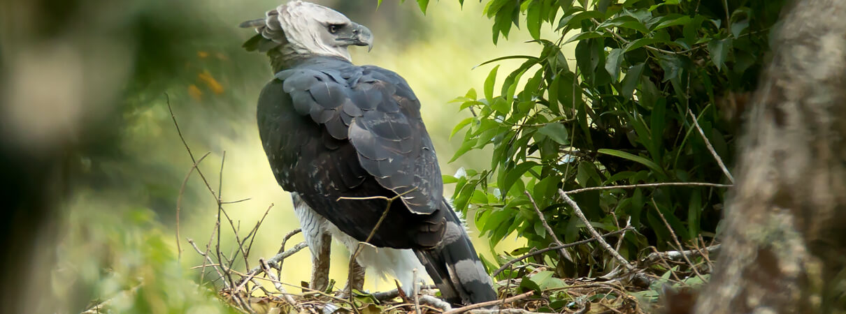 Harpy Eagles are found in the Atlantic Rainforest