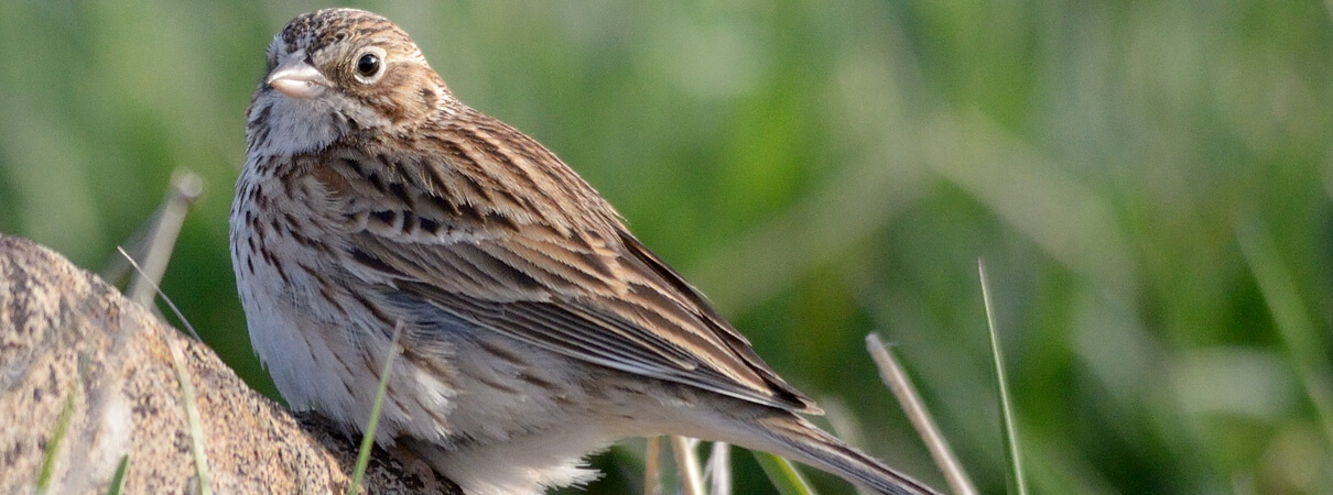 Oregon Vesper Sparrow by Klamath Bird Observatory