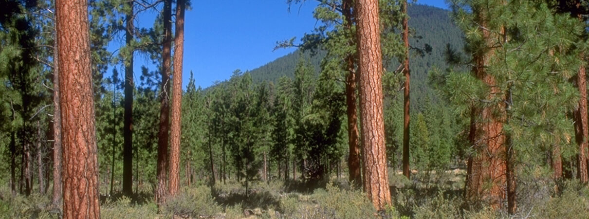 Ponderosa pine habitat by Dan Casey