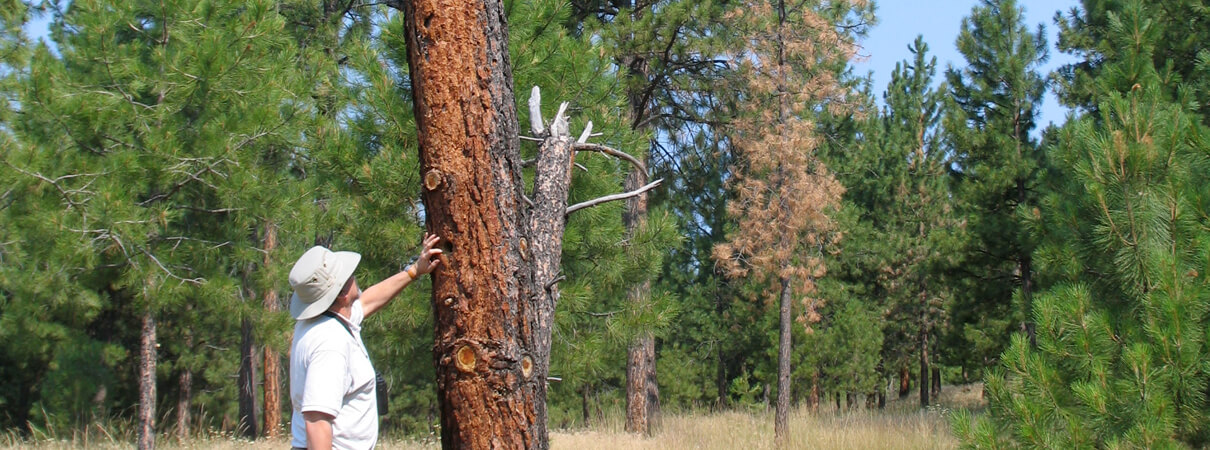 A conservationist inspects a ponderosa pine snag by Darin Stringer