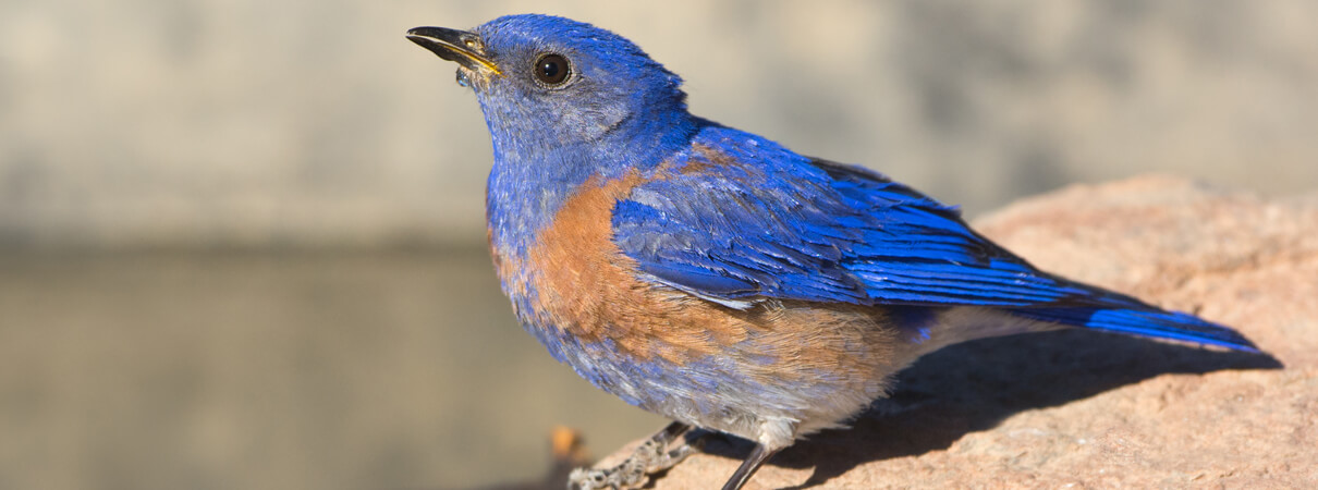 Western Bluebird by Birdiegal/Shutterstock