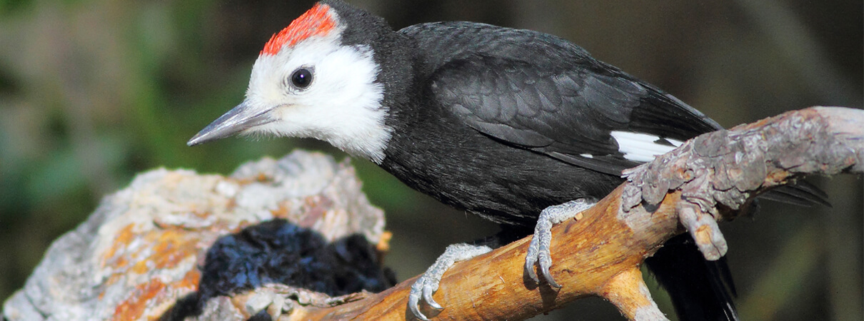 White-headed Woodpecker by Greg Homel/Natural Elements Productions