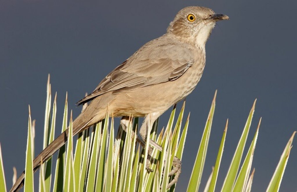 Bendire’s Thrasher by Jacob Spendelow