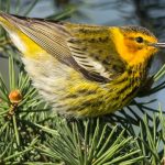 Cape May Warbler. Photo by FotoRequest, Shutterstock.