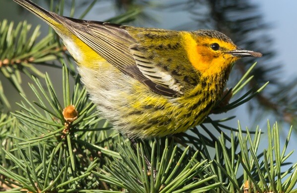Cape May Warbler. Photo by FotoRequest, Shutterstock.