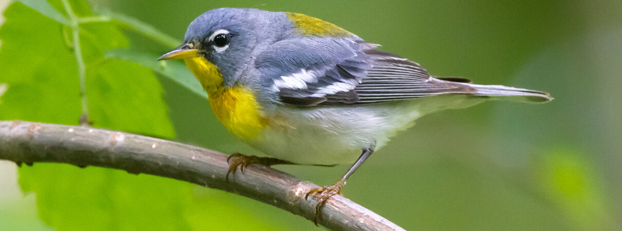 Male Northern Parula_Frode Jacobsen