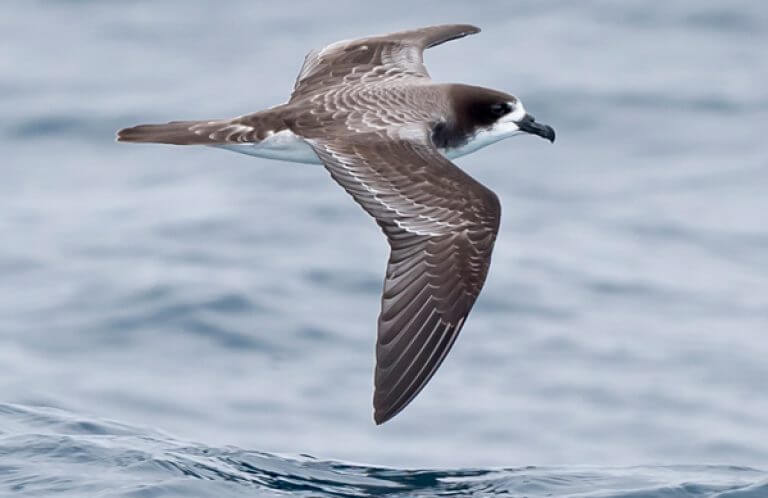 Galápagos Petrel, Kirk Zufelt