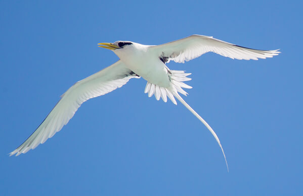 White-tailed Tropicbird, dirkr, Shutterstock