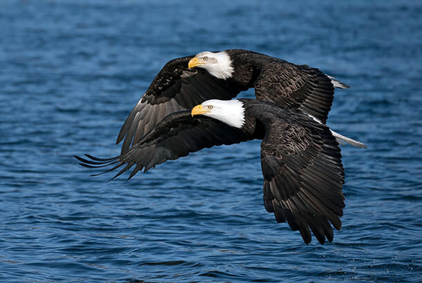 Bald Eagles may be at risk from the Icebreaker wind energy project on Lake Erie. 