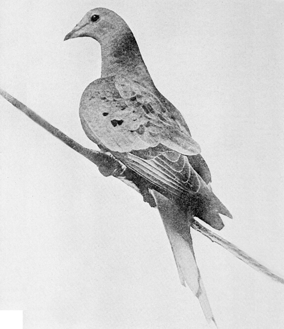 Martha the Passenger Pigeon died at the Cincinnati Zoo on September 1, 1914.