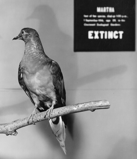 The stuffed specimen of Martha the Passenger Pigeon is now on display in the Smithsonian's National Museum of Natural History.