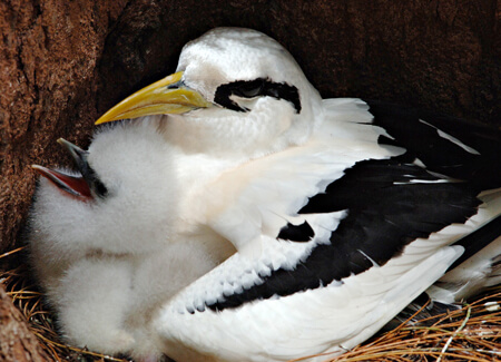 White-tailed Tropicbird and chick, Reesor Photography, Shutterstock