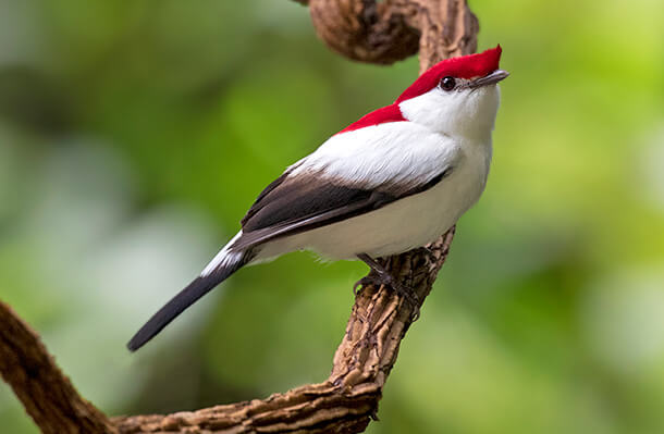 The stunning Araripe Manakin is one of the Brazil Alliance for Zero Extinction (AZE) species. Photo by Ciro Albano. Additional photos available on request.