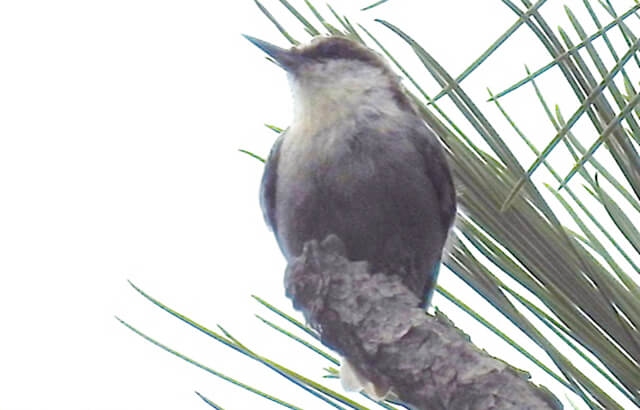 Bahama Nuthatch has been rediscovered