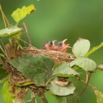 Indigo Bunting chicks in nest. Photo by Agnieszka Bacal, Shutterstock