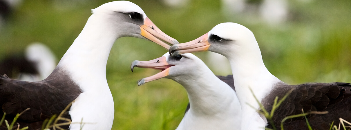 Laysan Albatross courtship