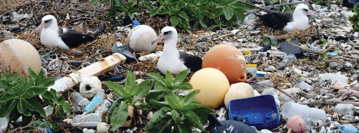 Laysan Albatross nesting amidst plastic