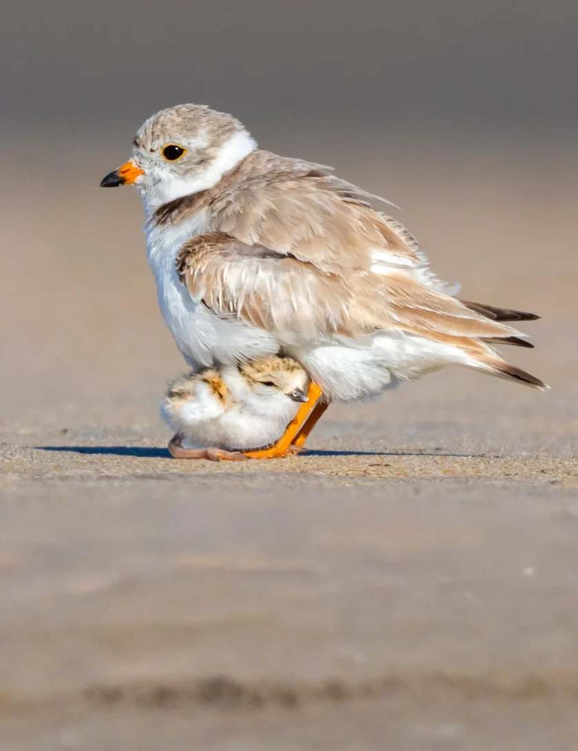 Piping Plover adult and chick, Photo by Matt Filosa/Shutterstock