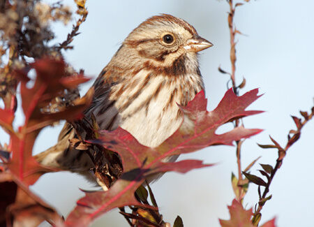 Song Sparrow, Steve Byland, Shutterstock