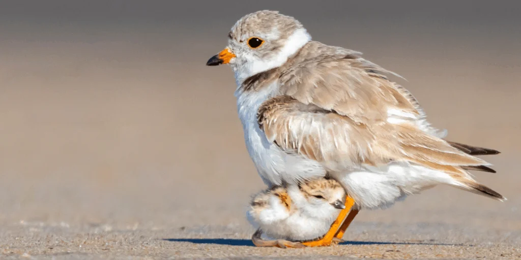 Piping Plover adult and chick, Photo by Matt Filosa/Shutterstock