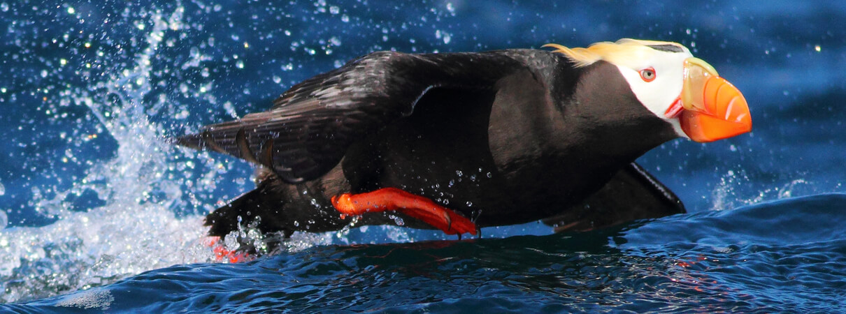 Tufted Puffin_Greg R. Homel_Natural Elements Productions