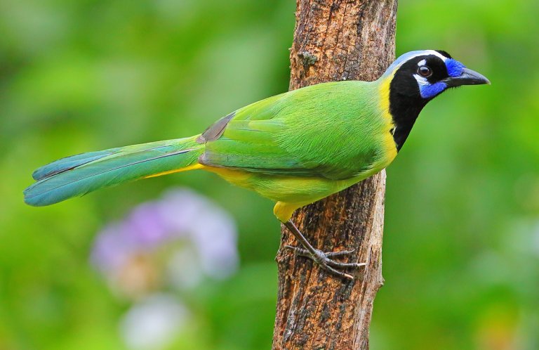 Green Jay by Greg Homel, Natural Elements Productions