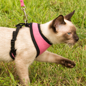 Help birds by keeping cats safely contained. Photo: Cat on leash, Sari O'Neal, Shutterstock