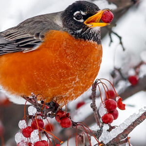 Help birds by creating native bird habitat. Photo: American Robin, Kenneth Keifer, Shutterstock