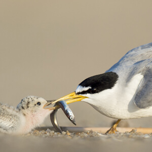 Least Terns, Ray Hennessy, Shuttersotck