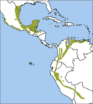 Green Jay Range map