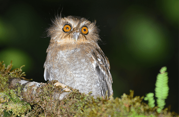 Long-whiskered Owlets and many other threatened bird species will greatly benefit from new land acquired to expand the size of Abra Patricia Reserve in northern Peru. Photo by Alan Van Norman. (More photos available for news outlets; please contact us if interested.) 