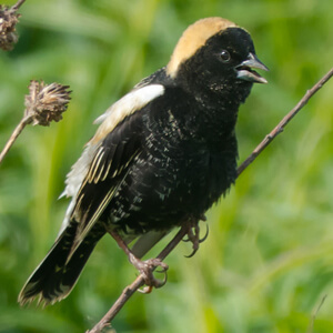 Help birds by saying "no" to pesticides. Photo: Bobolink, Paul Reeves Photography, Shutterstock