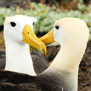 Waved Albatross, farbled, Shutterstock