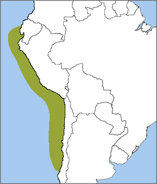 Ringed Storm-Petrel range. Within this much larger range, the species is known to breed only in Chile's Atacama Desert.