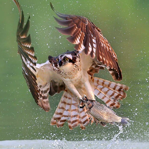 Osprey, Wang LiQiang, Shutterstock